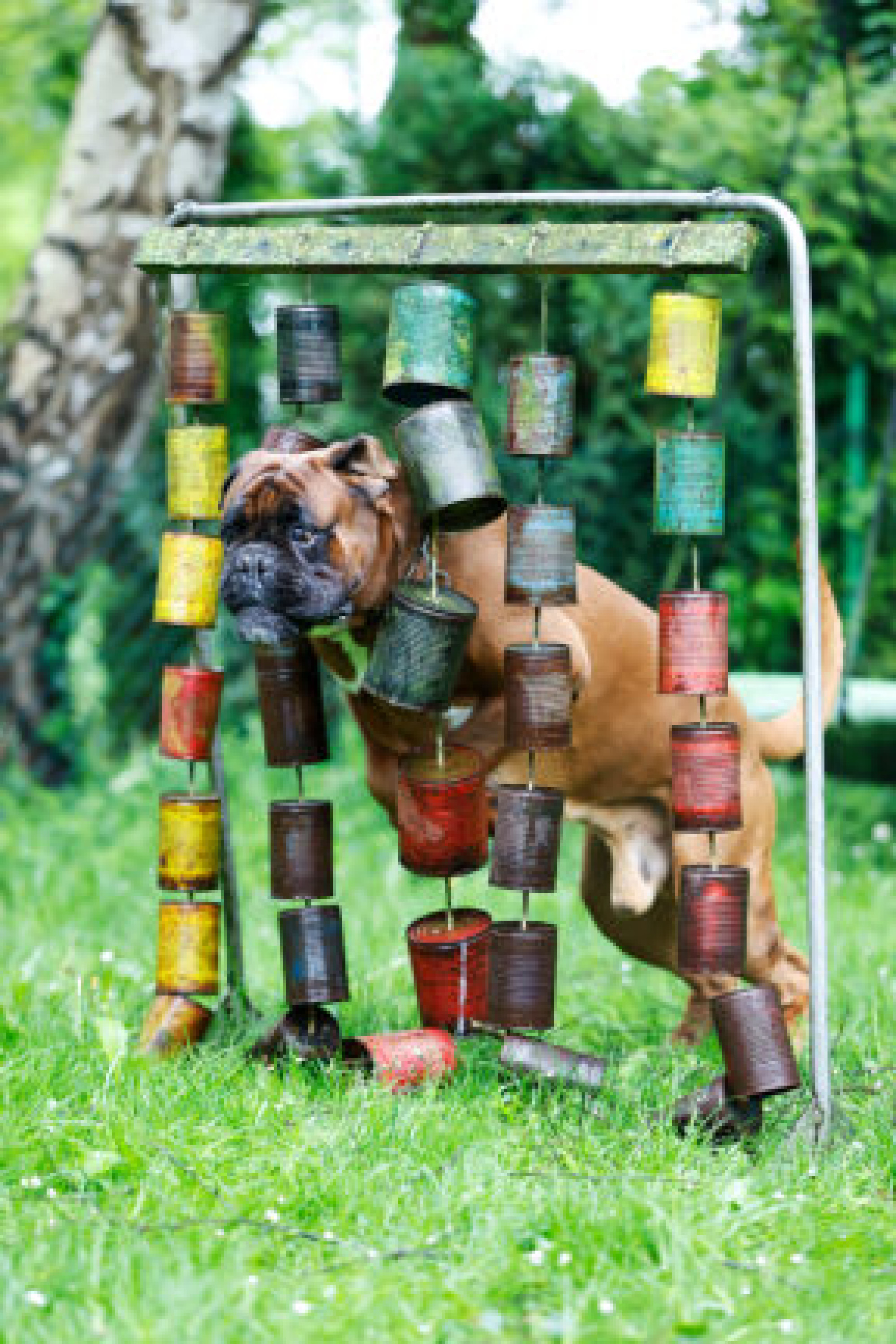 06.05.2026
Datteln 
Hundeschule 

foto: copyright  marco stepniak  -  

mobil  +49  171-2771906   marco@stepniak-bild.de